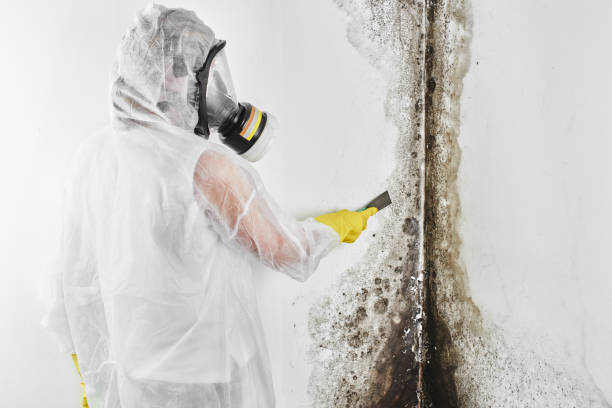 Best Residential Mold Remediation in La Grulla, TX