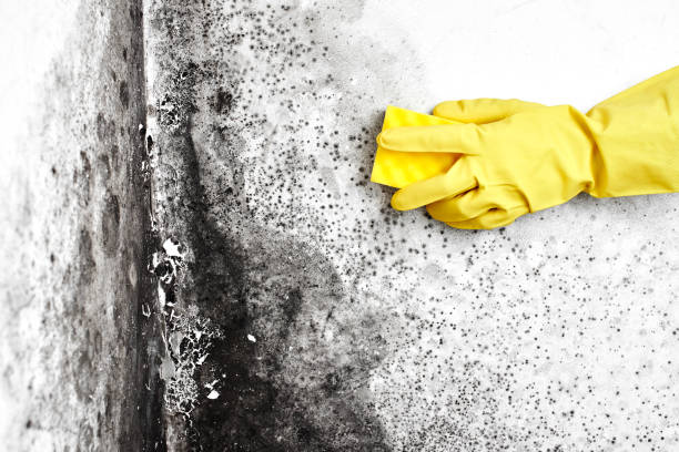 Best Basement Mold Remediation in La Grulla, TX