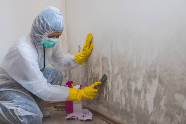La Grulla, TX Mold Remediation Company