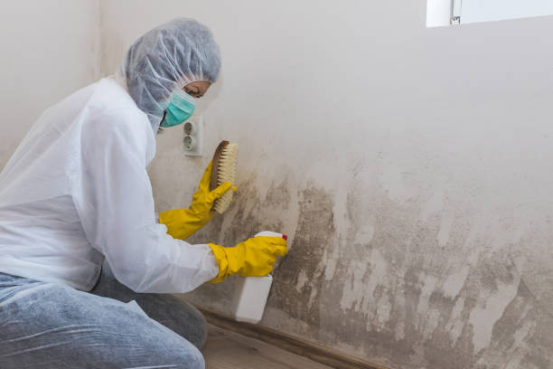 Best DIY Mold Remediation Support Services in La Grulla, TX