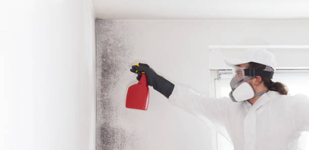 Best HVAC Mold Remediation in La Grulla, TX