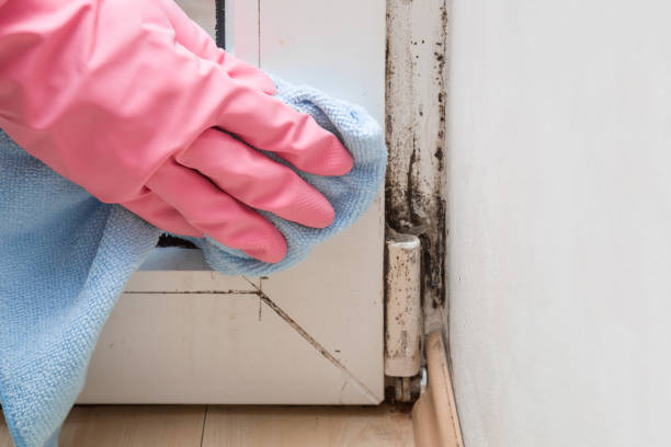 Best Industrial Mold Remediation in La Grulla, TX